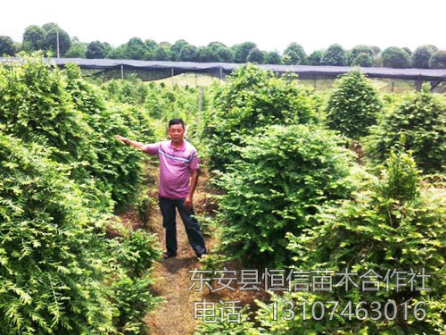 安东县恒信苗木合作社,湖南永州红豆杉,桢楠,金花茶,优质苗木,珍稀苗木,竹柏