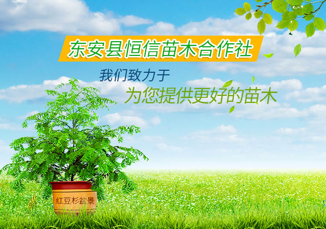 东安县恒信苗木种植农民专业合作社_湖南永州红豆杉|桢楠|金花茶|优质苗木|珍稀苗木|竹柏