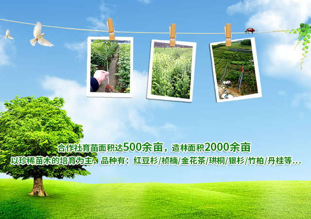 东安县恒信苗木种植农民专业合作社_湖南永州红豆杉|桢楠|金花茶|优质苗木|珍稀苗木|竹柏