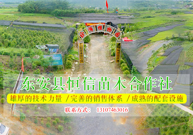 东安县恒信苗木种植农民专业合作社_湖南永州红豆杉|桢楠|金花茶|优质苗木|珍稀苗木|竹柏