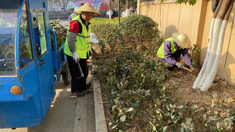 市政绿化苗木性价比之选：如何规避误区，实现效益最大化