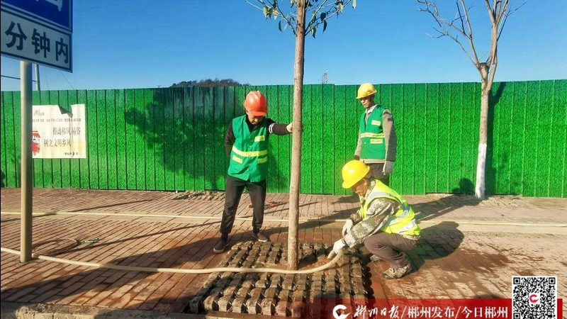 成都道路绿化设计：如何打造宜居城市绿廊**