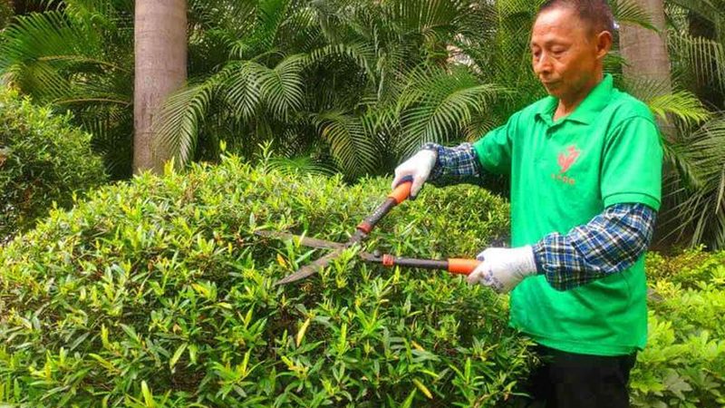 夏季家庭草坪养护，这些注意事项不能忽视**