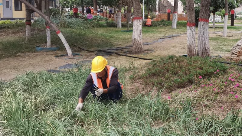 苗木种植报价单：如何科学制定？**