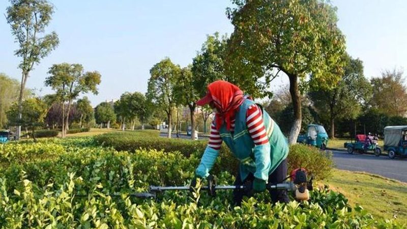 苏州园林绿化工程养护：揭秘关键环节与误区